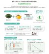 画像2: お茶のちから　抗ウイルスウォーター　200ml (2)